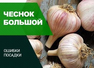 Правила посадки чеснока: основные ошибки при посадки чеснока - Agro-Market