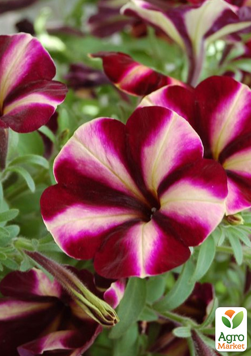 

Петуния ампельная Prettytoonia Cassis Star
