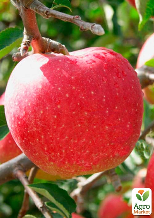 

Яблуня Секаї ши японський сорт, найбільший у світі