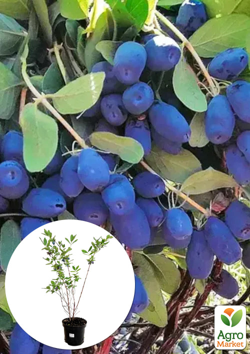 

Жимолость 3х-річна канадська Indigo Gem (рання, високоврожайна) С2