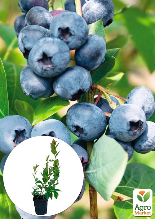 

Ексклюзив! Лохина фіолетово-синя Дрейпер (Draper) (преміальний високоврожайний сорт, середньопізнього терміну дозрівання)