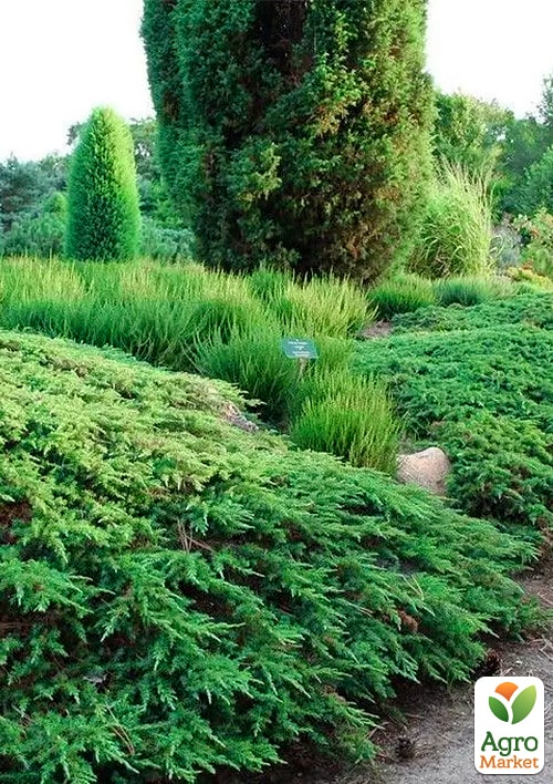

Ялівець звичайний 3-річний Green Carpet С3, висота 30-40см
