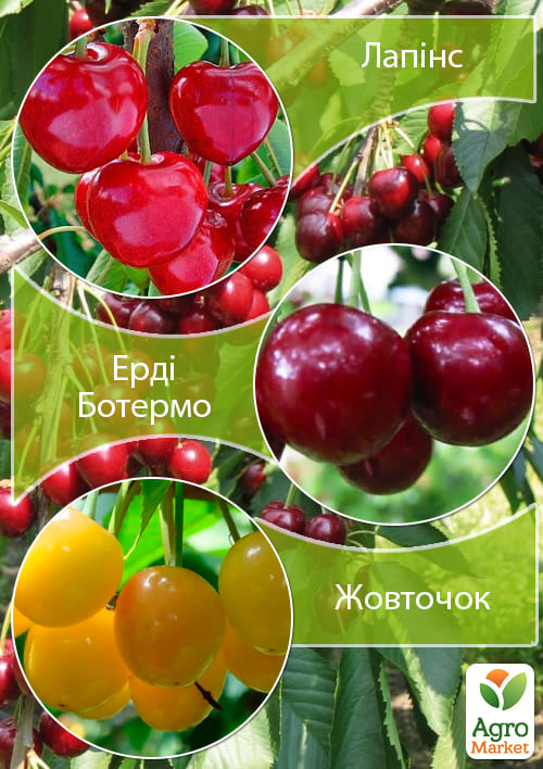 

Дерево-сад Черешня Желточек+Черешня Лапинс+Вишня Эрди Ботермо