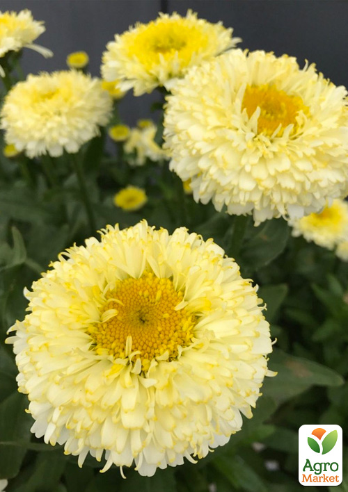 

Ромашка махровая Леукантемум Luna (букетная, крупноцветковая)