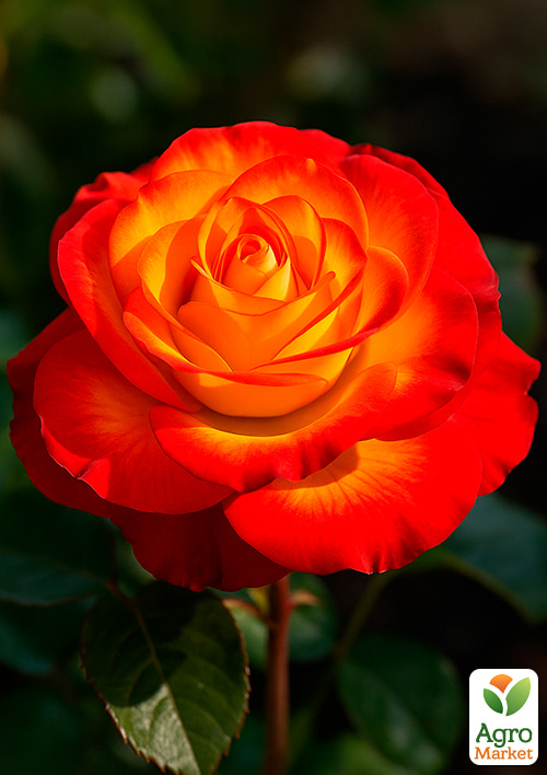 

Роза чайно-гибридная Высшее общество (саженец класса АА+) высший сорт