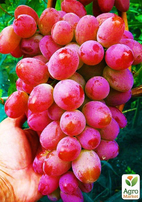 ВИНОГРАД АРОЧНЫЙ: купить саженцы винограда арочный в Одессе, Киеве иУкраине - Agro-Market