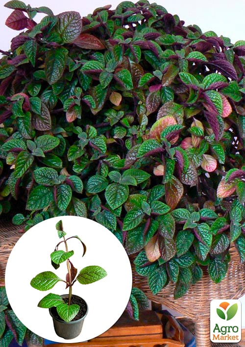 

Плектрантус реснитчатый Nico (ампельный)