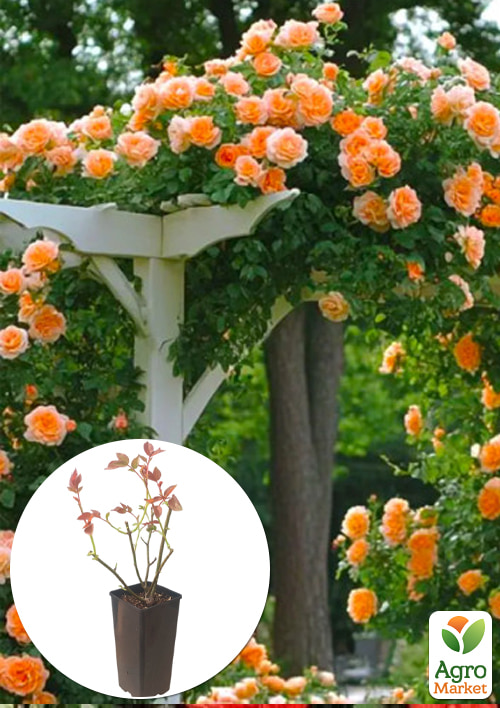 

Троянда плетиста «Полька» у контейнері, вищий сорт