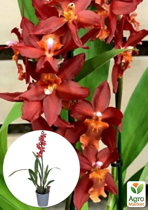 Орхидея Камбрия "Terracotta" 1 саженец в упаковке (комнатный) Нидерланды