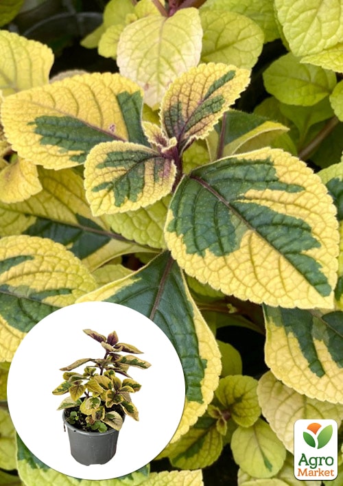 

Плектрантус ампельний Golden Beauty