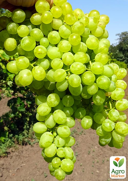 

Виноград Коктейль (кишмиш раннего срока созревания)