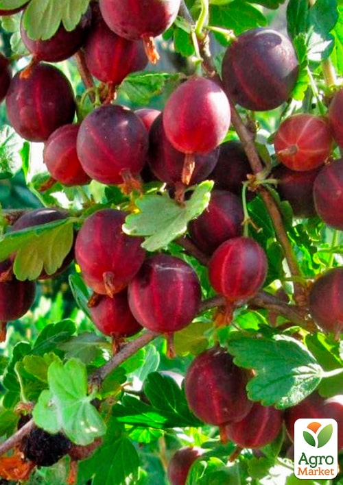 

Аґрус безшипний Командор (середньо-ранній термін дозрівання, морозостійкий сорт)