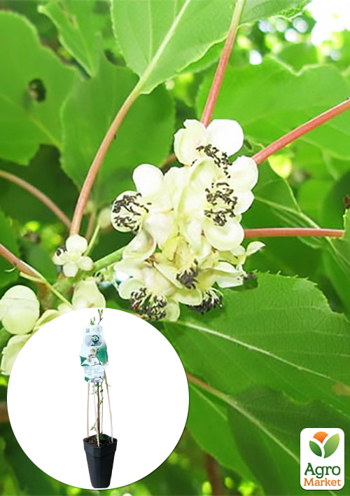 

LMTD Актинидия Daddy Weiki (мужской опылитель сортовой, укорененный)