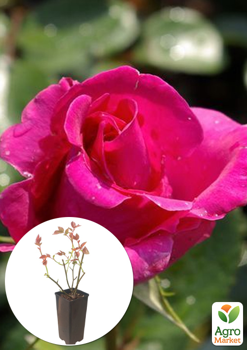 

Роза чайно-гибридная Lancôme в контейнере, высший сорт