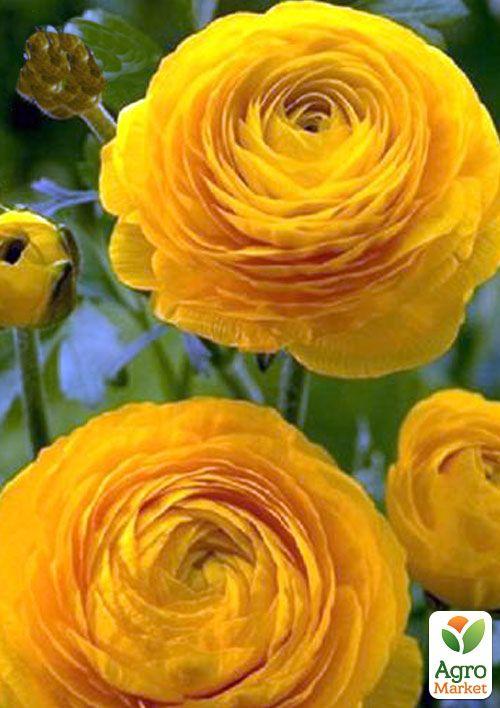

Лютики (Ранункулюс) Yellow 990 (размер 5/6 , крупный) 5шт в упаковке