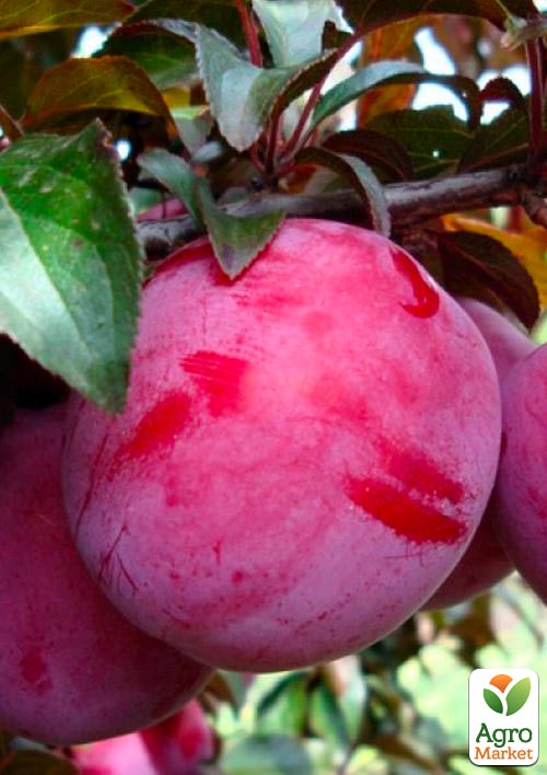 

Слива Голливуд (летний сорт, средний срок созревания)