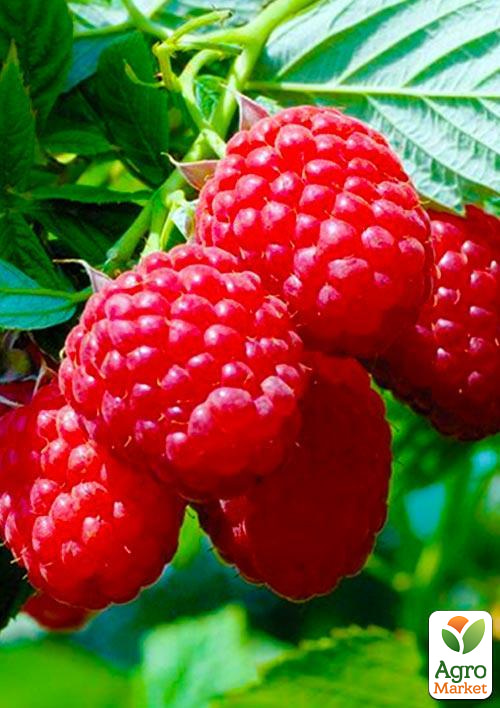 

Малина Tula Magic (средний срок созревания, крупноплодный и высокоурожайный сорт) 1-летний саженец