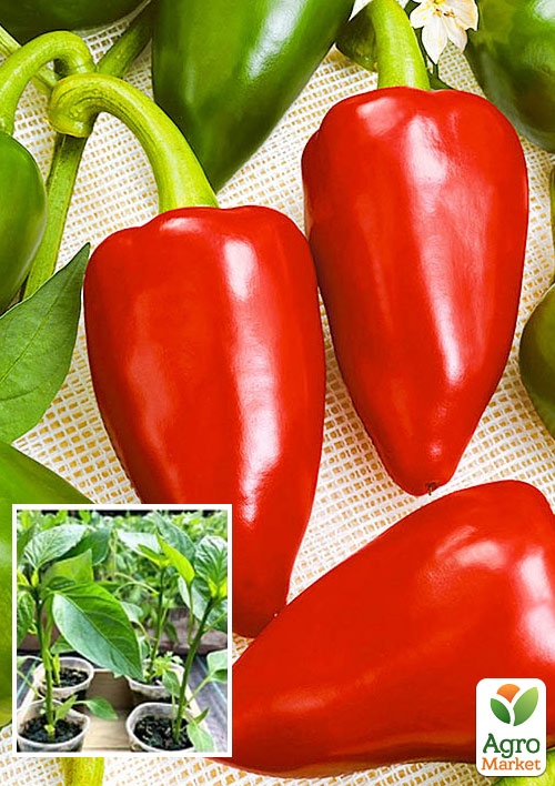 Рассада Перец сладкий «Лумина (Белозерка)» (фермерское взращивание), 1шт в упаковке