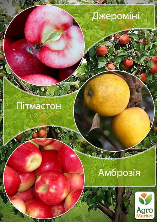 

Дерево-сад укорененный в контейнере Яблоня "Джерамини+Питмастон+Амброзия" саженец 2 года