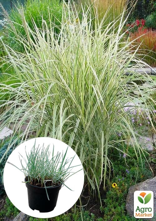 

Райграс бульбоносний Arrhenatherum bulbosum (багаторічний декоративний злак)