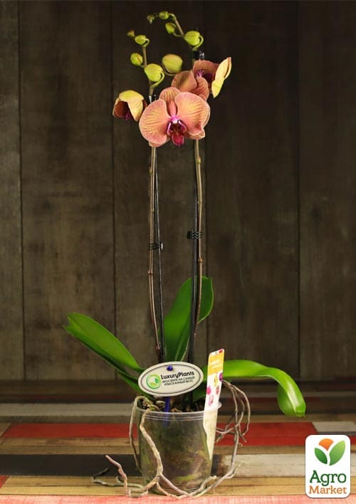 Орхидея (Phalaenopsis) "Leo Gold" 1 саженец в упаковке (комнатный)