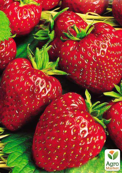 

Клубника Флорин (Florin) (ремонтантный сорт)