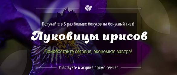 Получайте в 5 раз больше бонусов за превосходные ирисы! Получайте в 5 раз больше бонусов за превосходные ирисы!