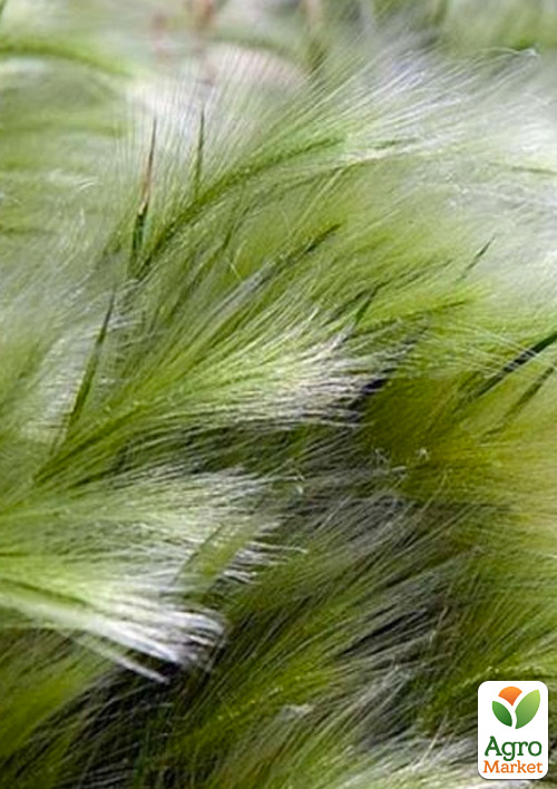 

Ковыль тончайший Pony Tails