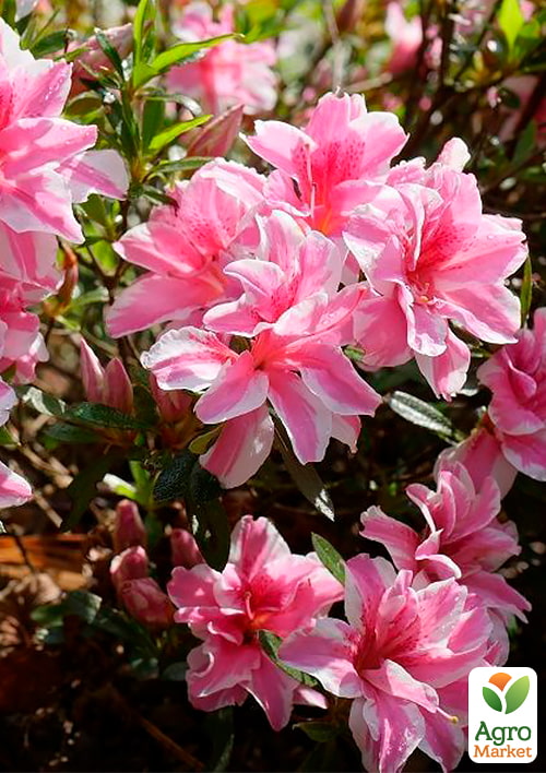 

Азалия Японская 2-х летняя Мелли (Azalea japonica Melle) вазон С1