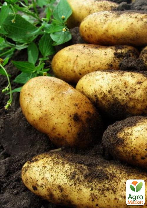 

Картопля Гранада насіннєва середньостигла (1 репродукція) 1кг