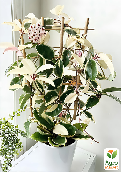 

LMTD Хойя carnosa Krimson Queen 15-25см