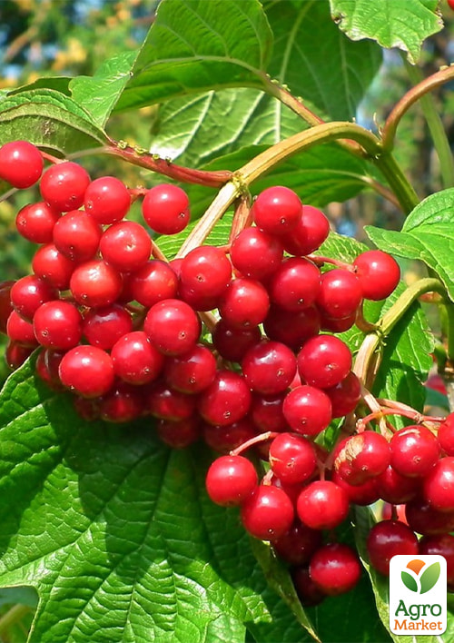 

Эксклюзив! Калина красная Свобода (Freedom) (ранний срок созревания)