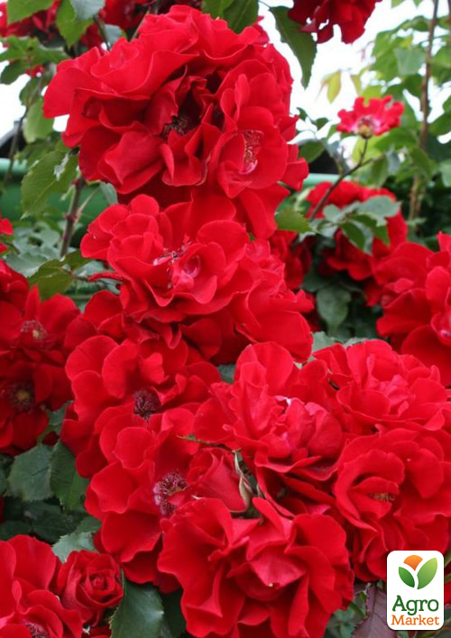

Троянда паркова Roter Korsar (саджанець класу АА+) вищий сорт