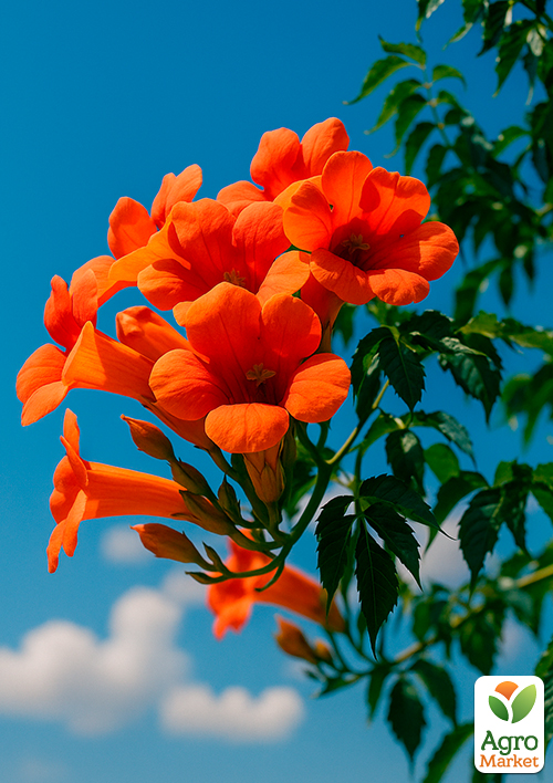 

Кампсис оранжевый Speciosa