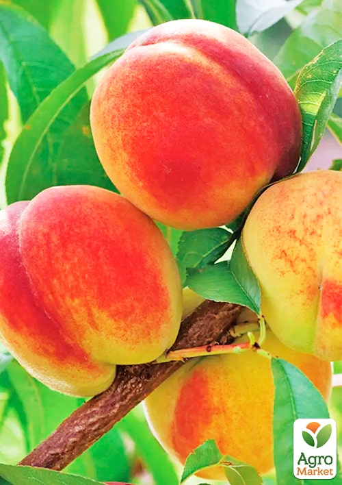 

Персик Дніпровський (літній сорт, середнього терміну дозрівання)