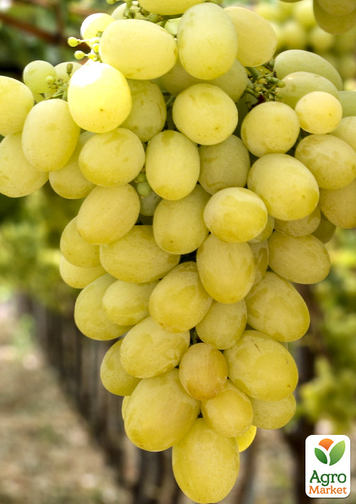 

Виноград Мускат Диевский (ранний срок созревания, сладкий мускат)