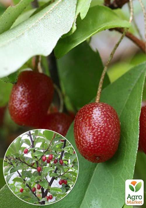 

Эксклюзив! Гуми темно-красный Барокко (Baroque) (премиальный самоопыляющийся сорт)