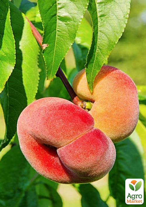 

Інжирний персик Плейн Сільвер (інжирний, середньо-пізній термін дозрівання)