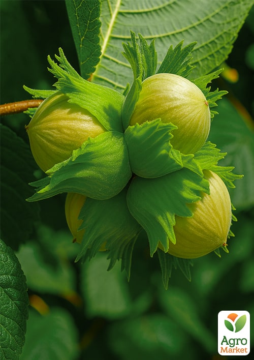 

Фундук Долинський (середній термін дозрівання, перехресне запилення, садити по 2 шт)