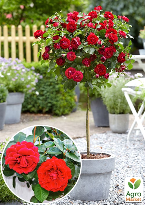 

Ексклюзив! Троянда штамбова яскраво-червона Гра почуттів (Play of feelings) (саджанець класу АА +, преміальний пишноцветущій сорт)