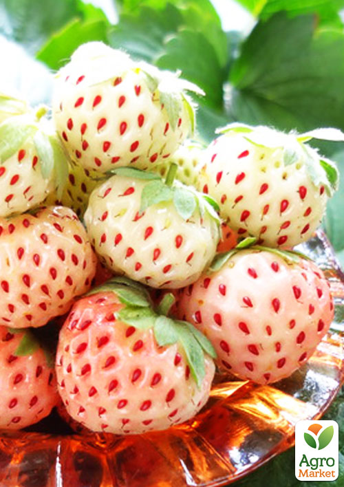 

Полуниця Пайнберрі (Pineberry) 5шт (ремонтантний сорт, має смак нагадує ананас)