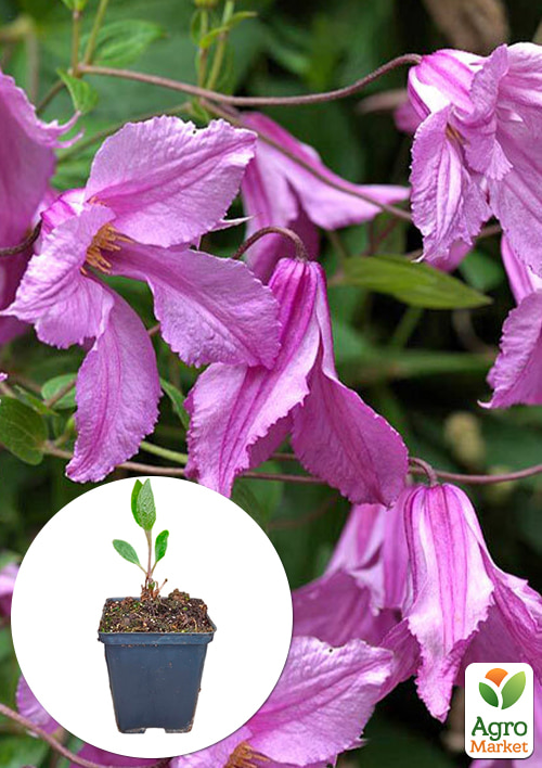 

Клематис Альонушка вазон Р9