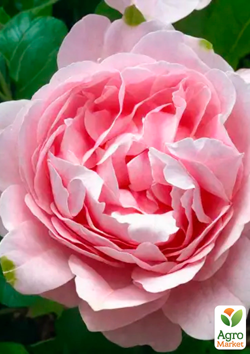 

Троянда флорибунда Comtesse de Ségur (саджанець класу АА+) вищий сорт