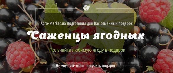 Получайте головокружительный подарок при покупке изумительных саженцев ягодных Получайте головокружительный подарок при покупке изумительных саженцев ягодных