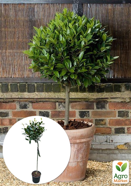 

LMTD Лавр вічнозелений на штамбі 6-ти річний Laurus nobilis (висота 80-120см)