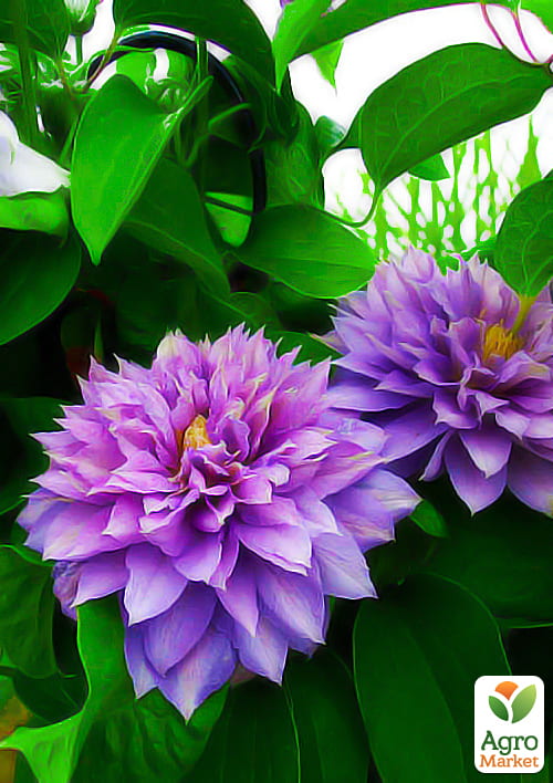 

Клематис Proteus