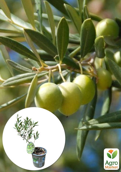 

Оливковое Дерево Сабина