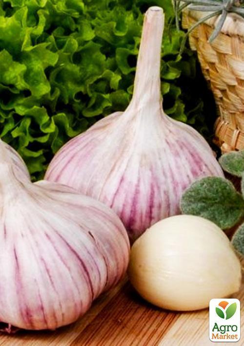 

Чеснок посадочный Гермидор Голландия (Головка) 0.2кг