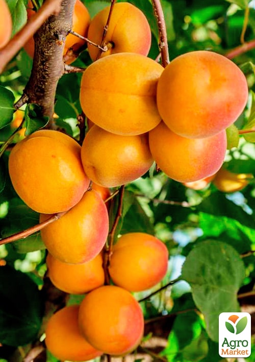 

Абрикос Буревісник