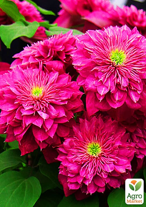 

Клематис Kaiser